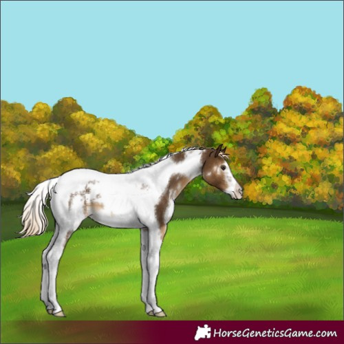 Horse Color:White Spotted Chocolate Palomino Tobiano Frame 