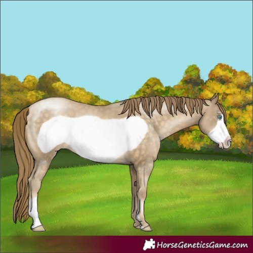 Horse Color:Buckskin Pearl Frame 