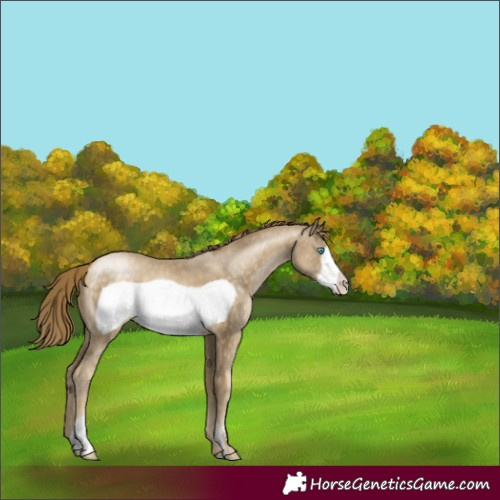 Horse Color:Buckskin Pearl Frame