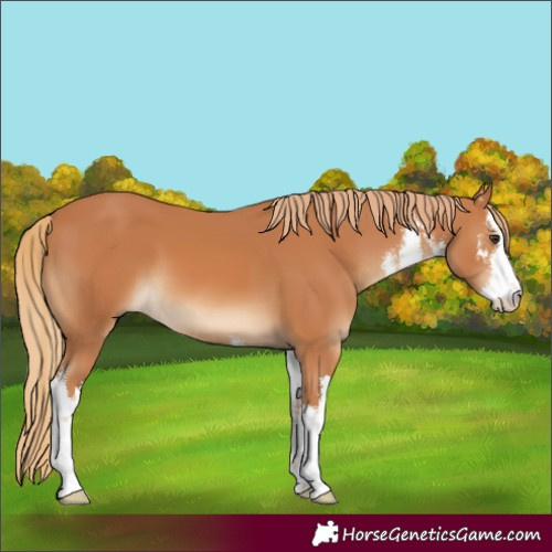 Horse Color:White Spotted Chestnut 