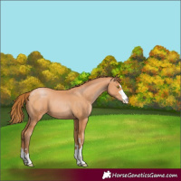 Horse Color:Bay Pearl 