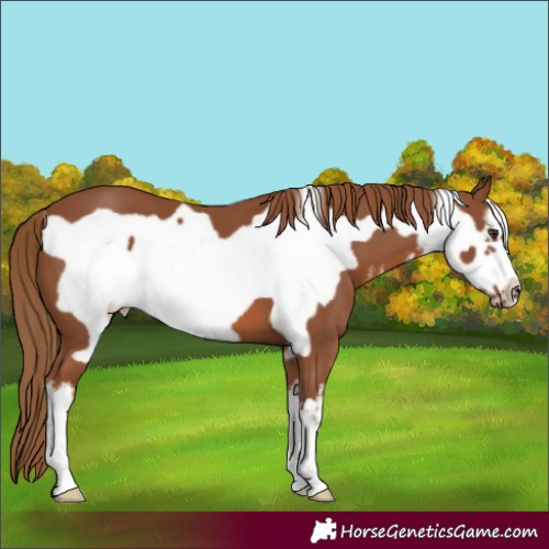 Horse Color:White Spotted Chestnut Frame 