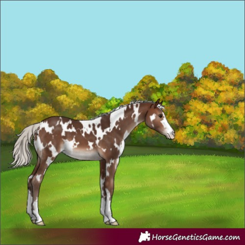 Horse Color:White Spotted Silver Brown 