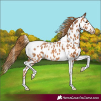 Horse Color:Chestnut Tobiano Appaloosa 