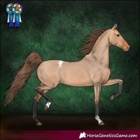 Horse Color:Bay Dun Appaloosa