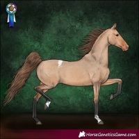 Horse Color:Bay Dun Appaloosa 