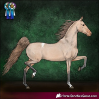 Horse Color:Bay Dun Appaloosa