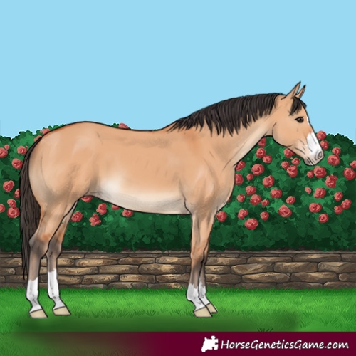 Horse Color:Bay Dun