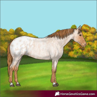 Horse Color:Red Roan Appaloosa 