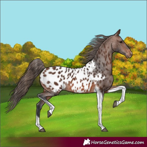Horse Color:Brown Tobiano Appaloosa 
