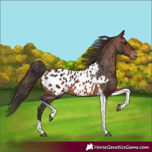 Horse Color:Brown Tobiano Appaloosa 