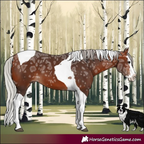 Horse Color:Silver Brown Ice Splash Tobiano 