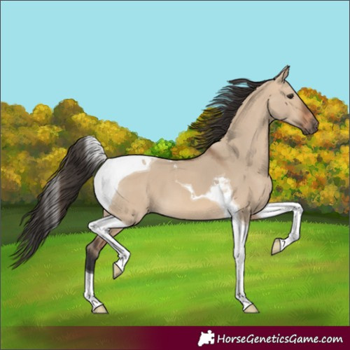Horse Color:Bay Dun Tobiano 