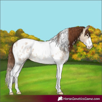 Horse Color:Red Dun Sabino Tobiano Appaloosa