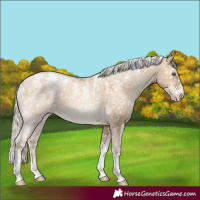 Horse Color:Powder White Chocolate Palomino Pearl Dun Appaloosa 