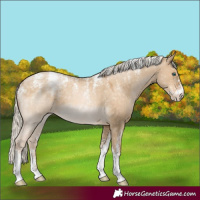 Horse Color:Powder White Chocolate Palomino Pearl Dun Appaloosa 