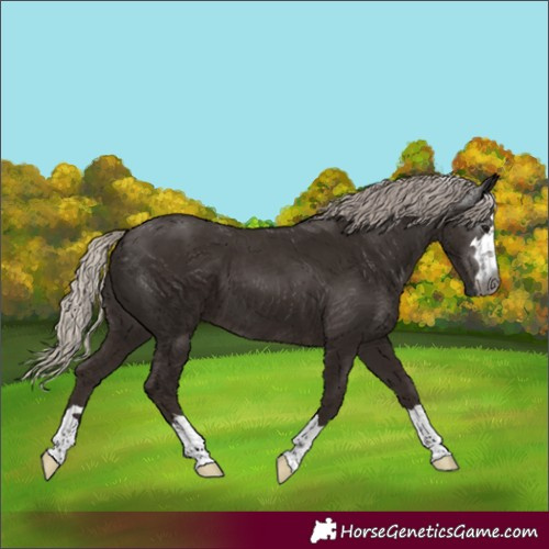 Horse Color:Gray Silver Black 