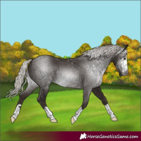 Horse Color:Gray Silver Black 