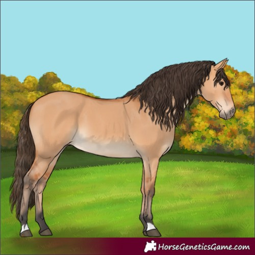 Horse Color:Bay Dun 