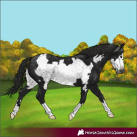 Horse Color:Gray Black Frame