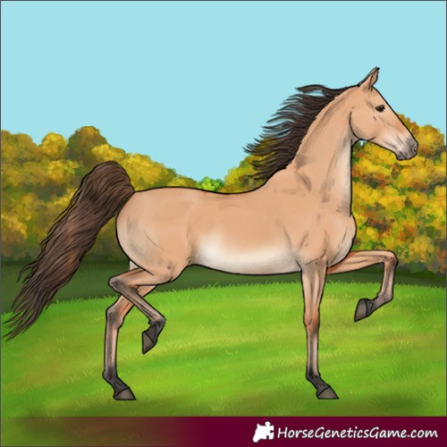 Horse Color:Bay Dun