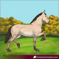 Horse Color:Bay Dun 