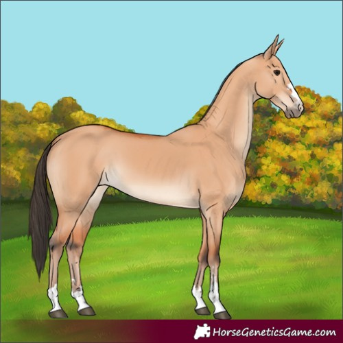Horse Color:Bay Dun 
