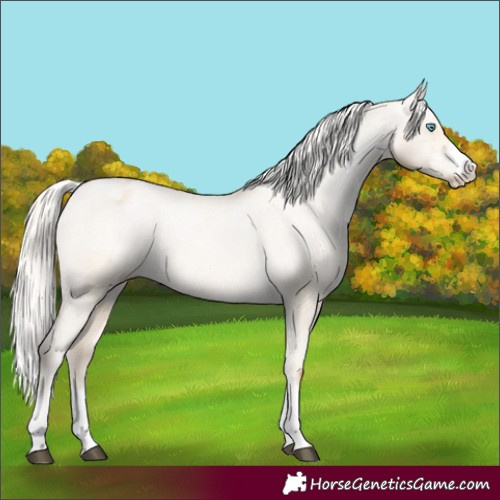 Horse Color:Silver Buckskin Pearl Dun Appaloosa Rabicano 