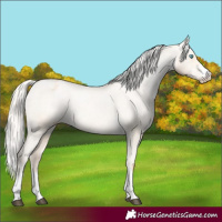 Horse Color:Silver Buckskin Pearl Dun Appaloosa Rabicano 
