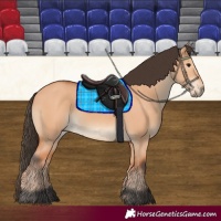 Horse Color:Bay Dun 