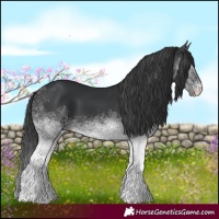 Horse Color:White Spotted Black Tobiano