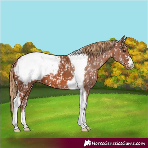 Horse Color:Chestnut Tobiano Snowcap 