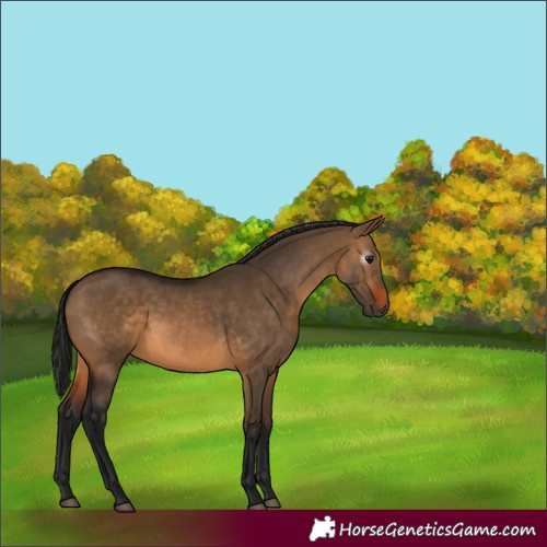 Horse Color:Unknown 