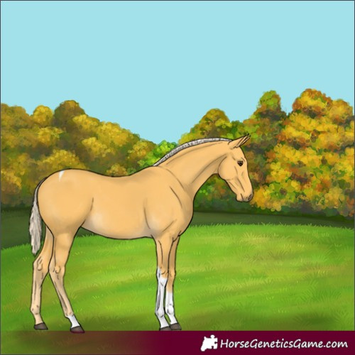 Horse Color:Unknown 