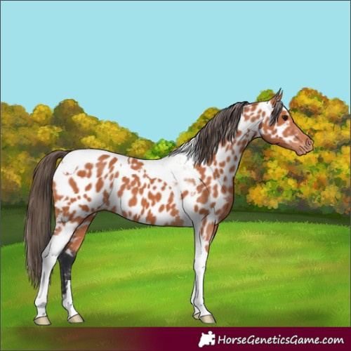 Horse Color:Bay Tobiano Near Leopard 