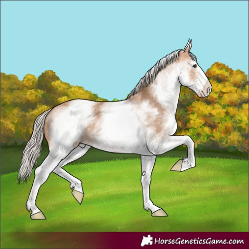 Horse Color:White Spotted Silver Bay Dun 