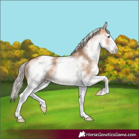 Horse Color:White Spotted Silver Bay Dun 