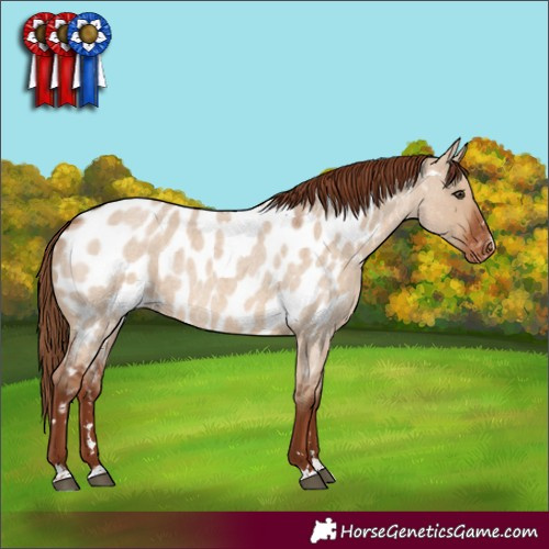 Horse Color:Red Dun Roan Appaloosa Rabicano 