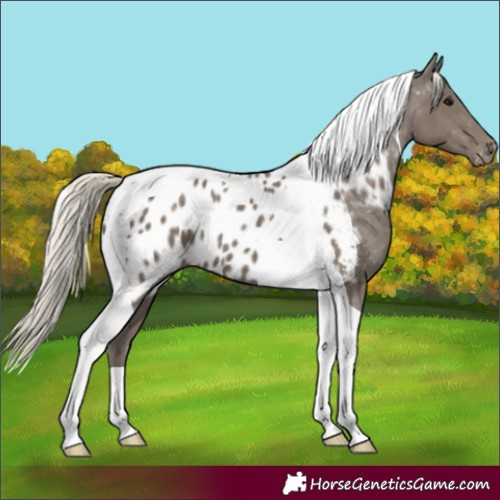 Horse Color:Silver Smoky Black Tobiano Appaloosa