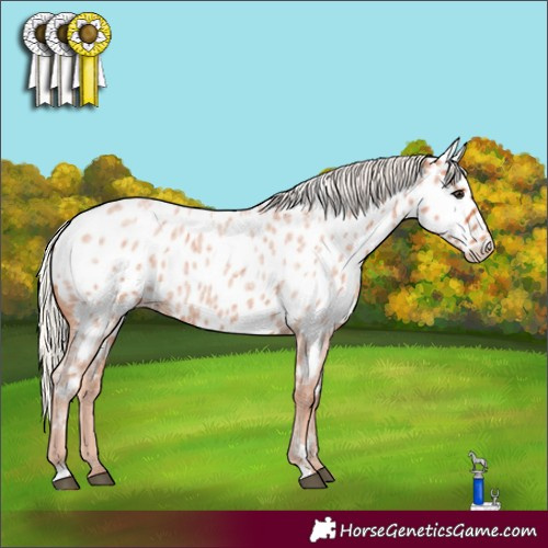 Horse Color:Silver Bay Roan Near Leopard 