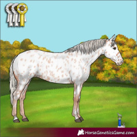 Horse Color:Silver Bay Roan Appaloosa 