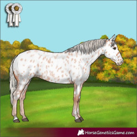 Horse Color:Silver Bay Roan Appaloosa 