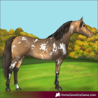 Horse Color:White Spotted Buckskin