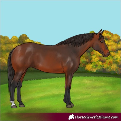 Horse Color:Bay 