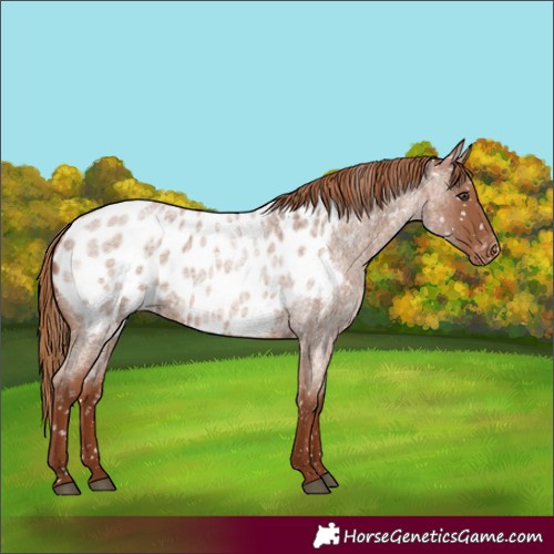 Horse Color:Red Roan Appaloosa 