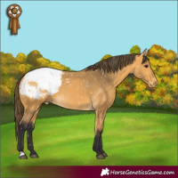 Horse Color:Buckskin Appaloosa 