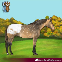 Horse Color:Buckskin Appaloosa