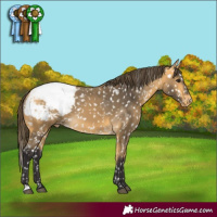 Horse Color:Buckskin Appaloosa