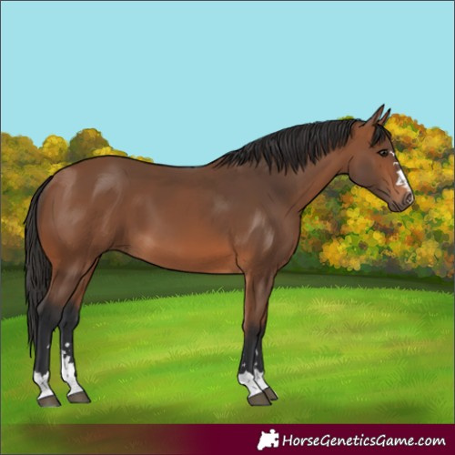 Horse Color:Bay 