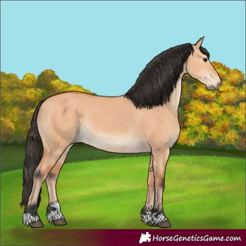 Horse Color:Unknown 